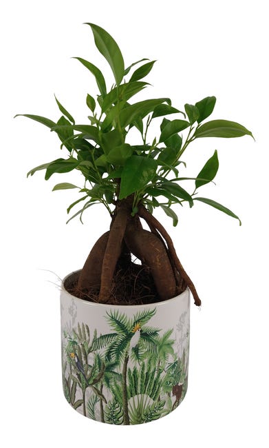 Fikus Bonsai Ginseng 35 cm doniczka dżungla