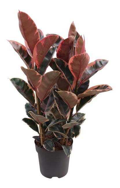 Fikus mix 85 cm