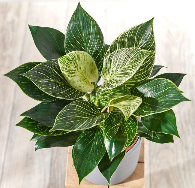 Filodendron Birkin 40 cm