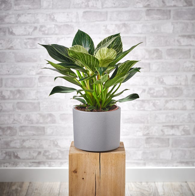 Filodendron Birkin 40 cm