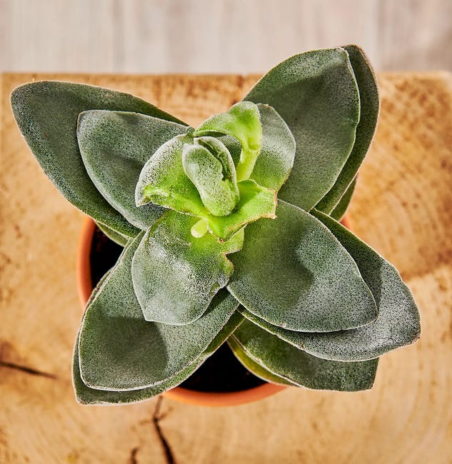 Grubosz Lotus Undilatifolia mix 10 cm