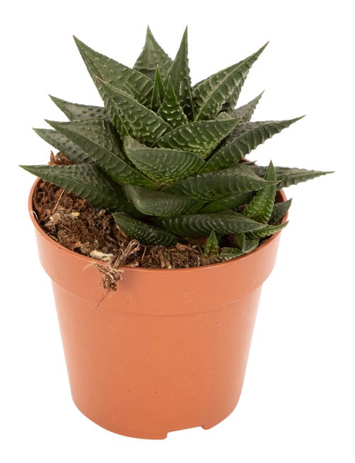 Grubosz Undilatifolia / Haworsja Limifolia 10 cm