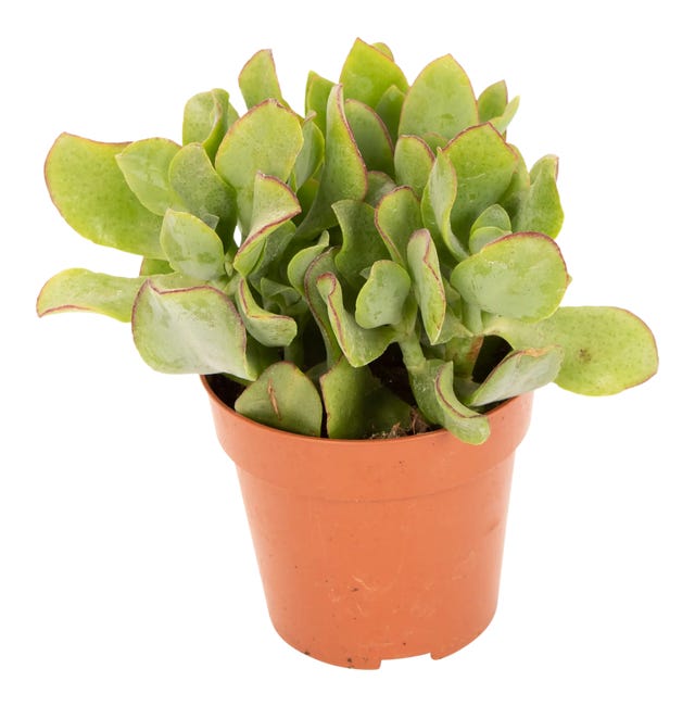 Grubosz Undilatifolia / Haworsja Limifolia 10 cm