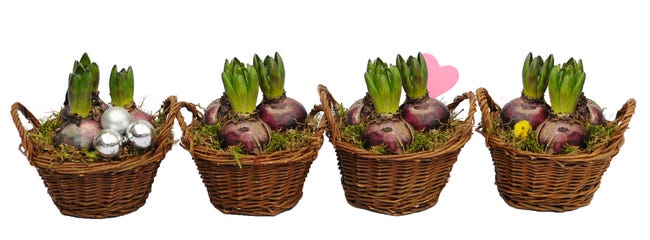 Hiacynt / Narcyz mix Kompozycja w wiklinowym koszyku 15 cm