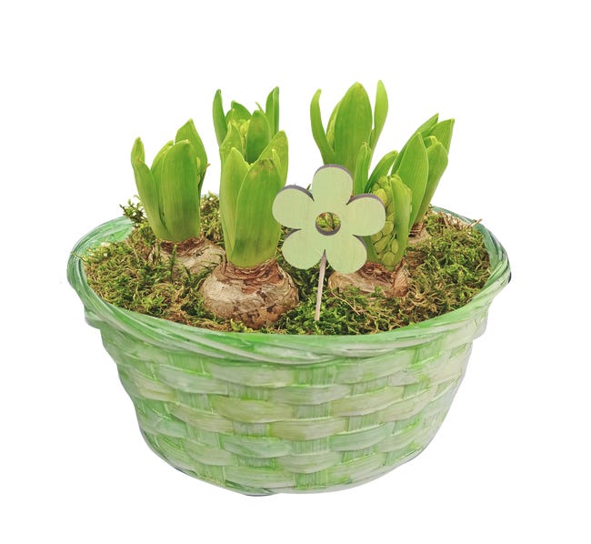 Hiacynt mix 6 szt. 25 cm w misie ceramicznej