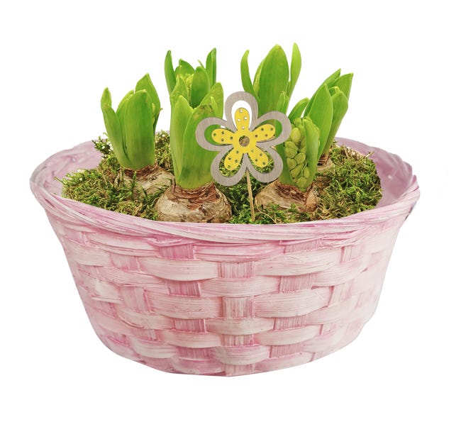 Hiacynt mix 6 szt. 25 cm w misie ceramicznej