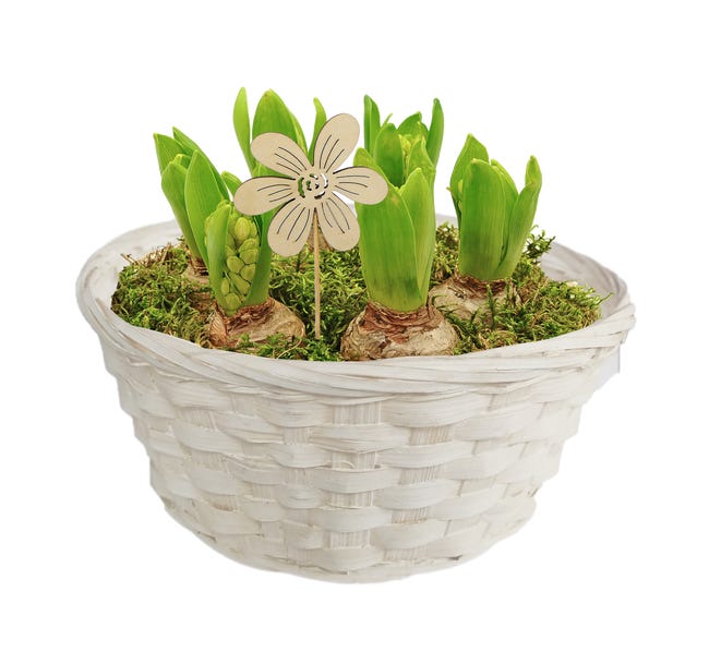 Hiacynt mix 6 szt. 25 cm w misie ceramicznej