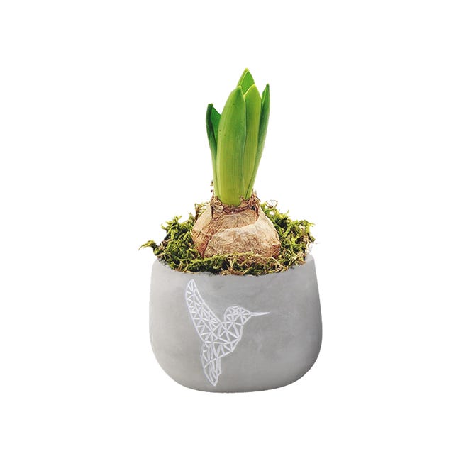 Hiacynt w osłonce betonowej 15 cm