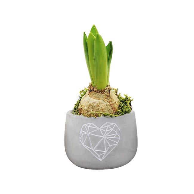 Hiacynt w osłonce betonowej 15 cm