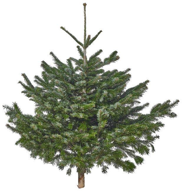 Jodła kaukaska 100-125cm choinka żywa cięta