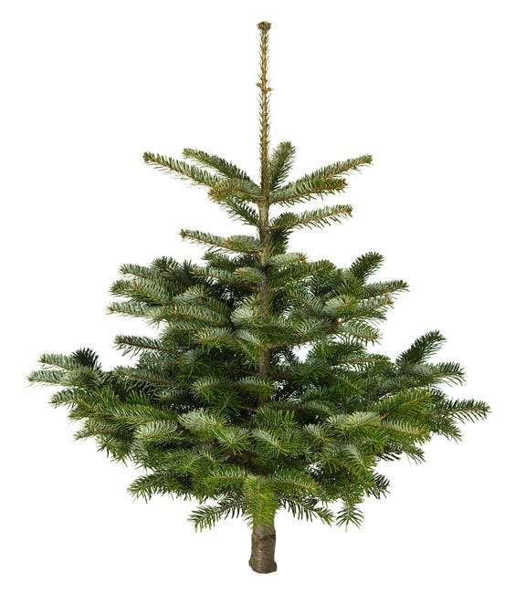 Jodła kaukaska 100-125cm choinka żywa cięta