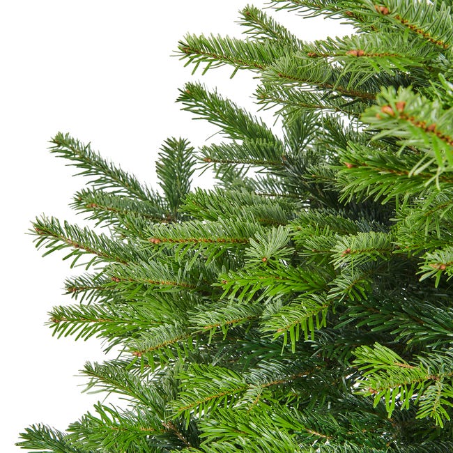 Jodła kaukaska 100-125cm choinka żywa cięta