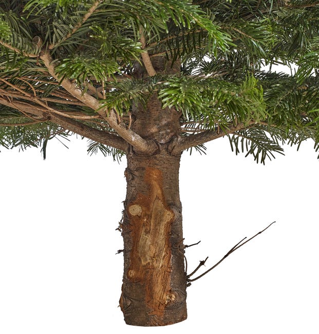 Jodła kaukaska 150-175 cm choinka żywa cięta