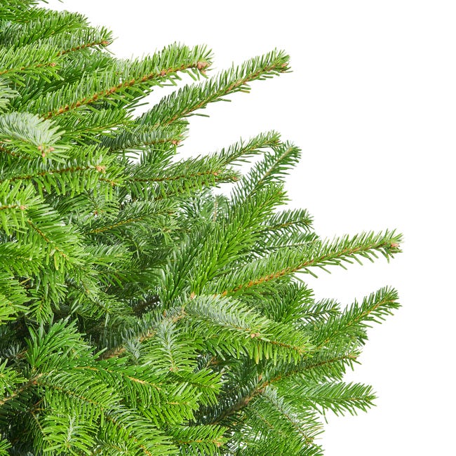 Jodła kaukaska 175-225cm choinka żywa cięta