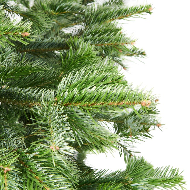 Jodła kaukaska 225-250cm choinka żywa cięta