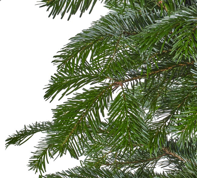 Jodła kaukaska 225-250cm choinka żywa cięta