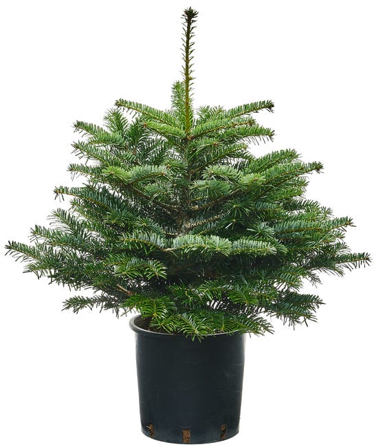 Jodła kaukaska ukorzeniona 40-60 cm choinka żywa w donicy