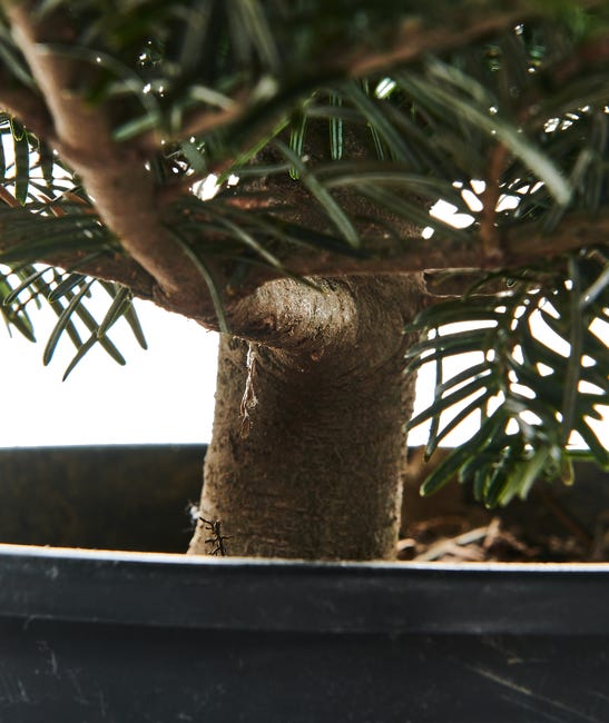 Jodła kaukaska ukorzeniona 40-60 cm choinka żywa w donicy