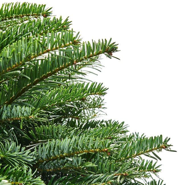 Jodła kaukaska ukorzeniona 40-60 cm choinka żywa w donicy