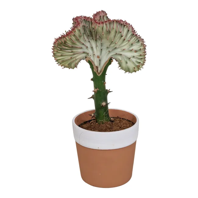Kaktus  30 cm