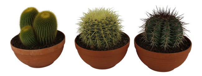 Kaktus Canarias mix 17-23cm w doniczce