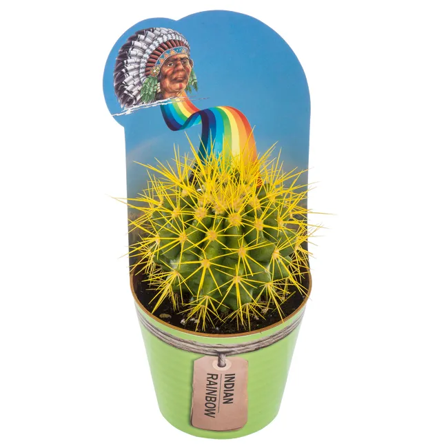 Kaktus Indian Rainbow mix 10 cm