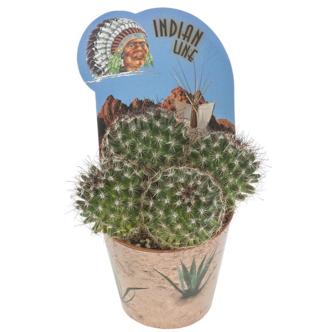 Kaktus Indian mix 20 cm