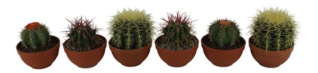 Kaktus Kanarias mix 13-20 cm