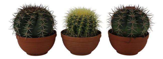 Kaktus Kanarias mix 15-23 cm