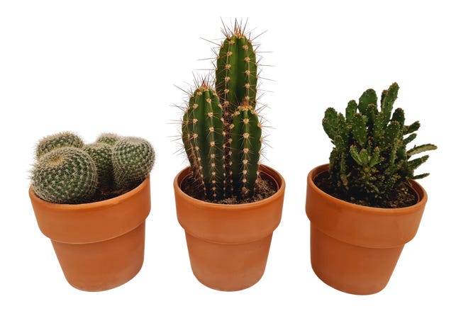 Kaktus Roodsteen 17-25 cm