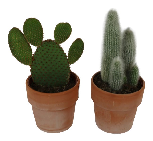 Kaktus Roodsteen 17-25 cm