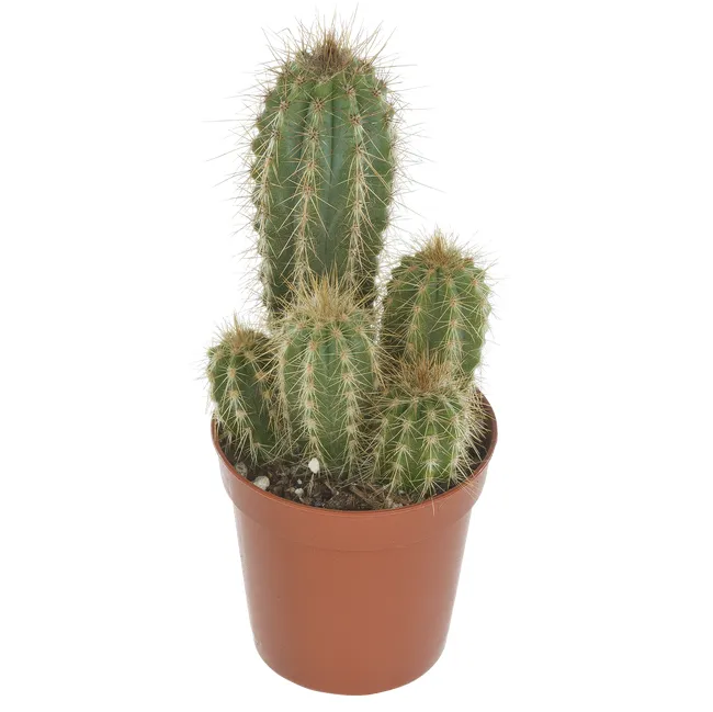Kaktus mix 12 cm