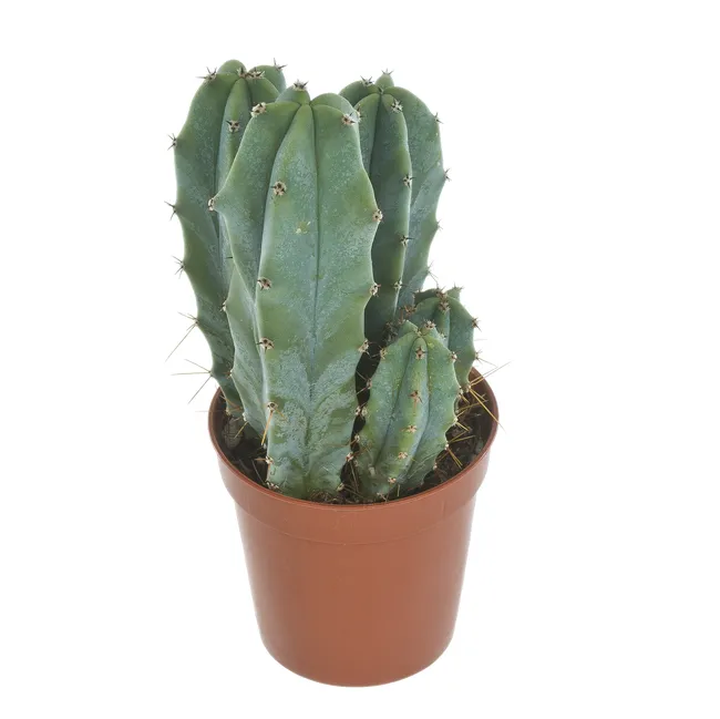 Kaktus mix 12 cm
