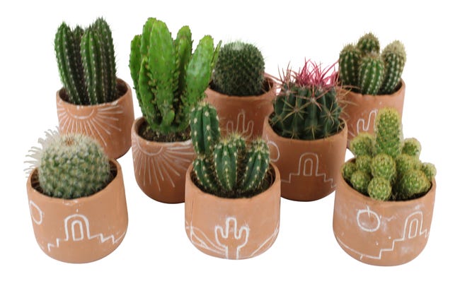 Kaktus mix 15-20 cm