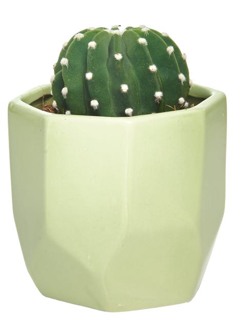 Kaktus mix 15 cm