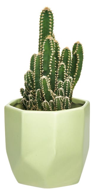 Kaktus mix 15 cm