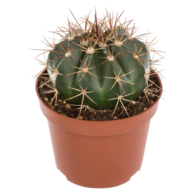 Kaktus mix 18 cm