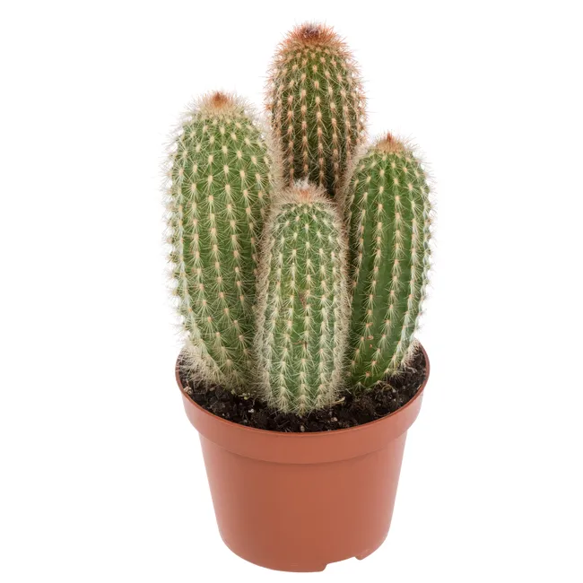Kaktus mix 18 cm