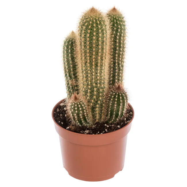 Kaktus mix 25 cm