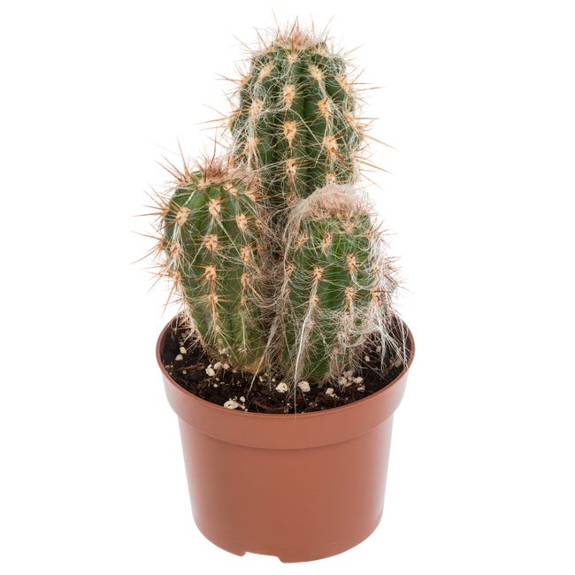 Kaktus mix 25 cm