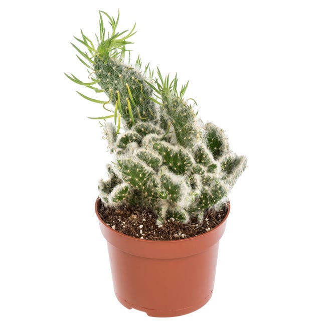 Kaktus mix 25 cm