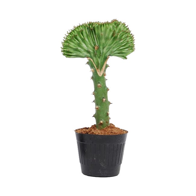 Kaktus mix Euphorbia L. Cristata 30 cm