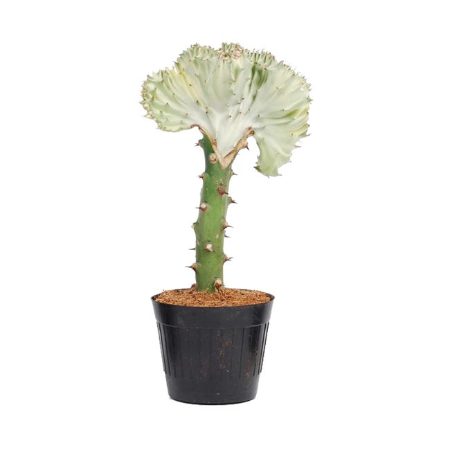 Kaktus mix Euphorbia L. Cristata 30 cm