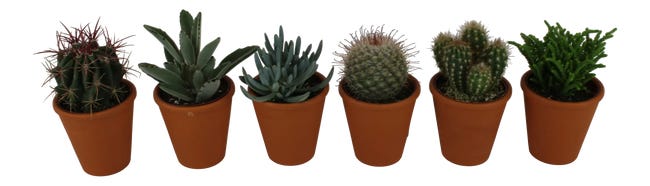 Kaktus sukulent mix 14-22 cm