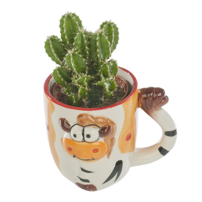 Kaktus w ozdobnej osłonce ceramicznej mix 10 cm