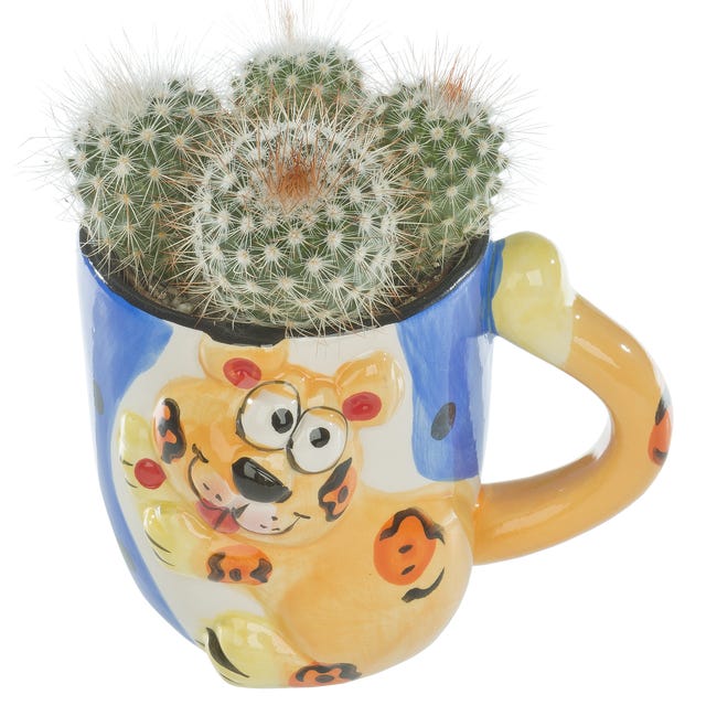 Kaktus w ozdobnej osłonce ceramicznej mix 10 cm