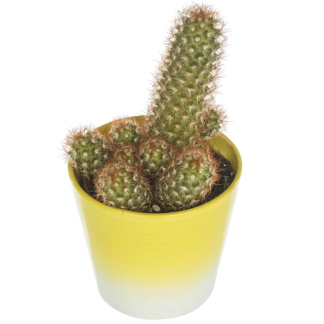 Kaktus w ozdobnej osłonce ceramicznej mix 15 cm
