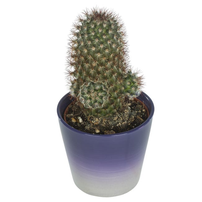 Kaktus w ozdobnej osłonce ceramicznej mix 15 cm