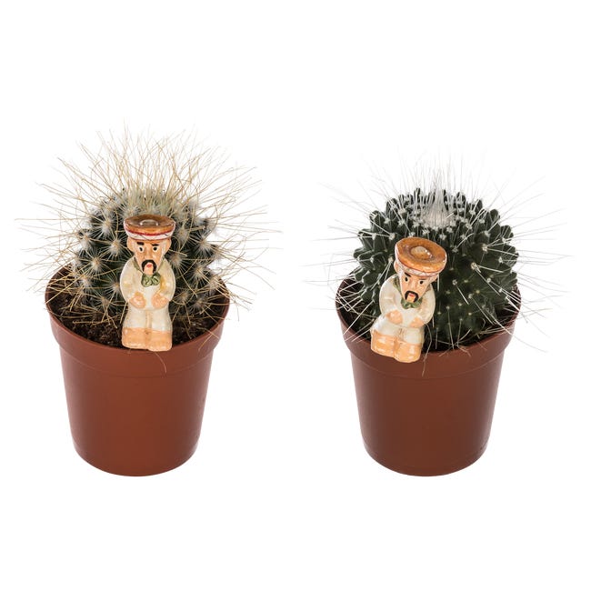 Kaktus z dekoracją mix 12 cm