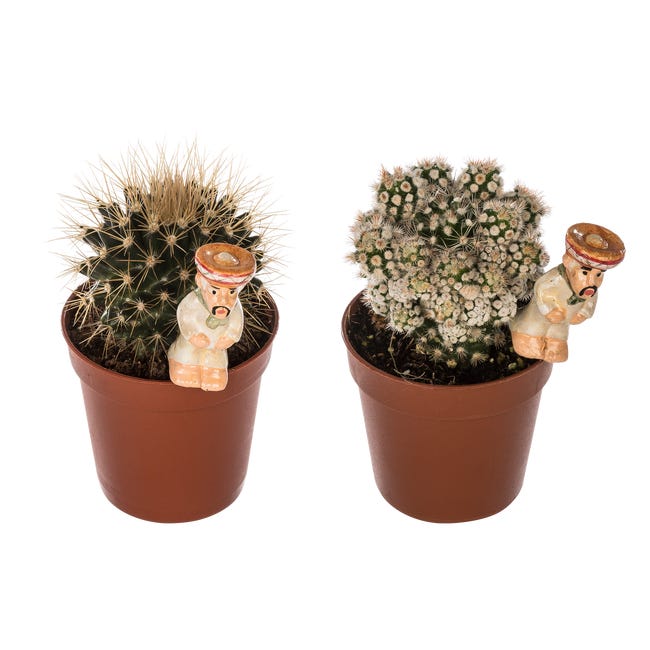 Kaktus z dekoracją mix 12 cm